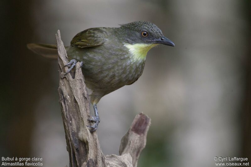 Yellow-throated Leafloveadult, identification