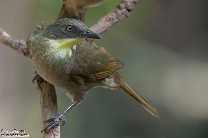 Yellow-throated Leafloveadult, close-up portrait