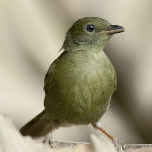 Bulbul verdâtre