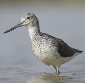 Common Greenshank 
&copy; Cyril Laffargue