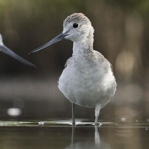 Common Greenshank 
&copy; Cyril Laffargue
