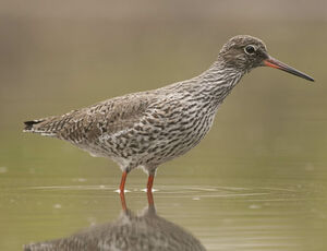 Common Redshank 
&copy; Cyril Laffargue