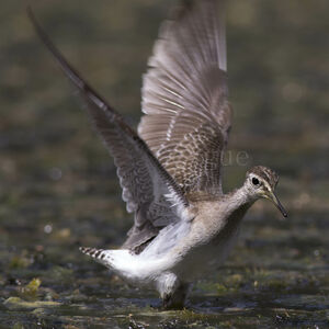 Wood Sandpiper