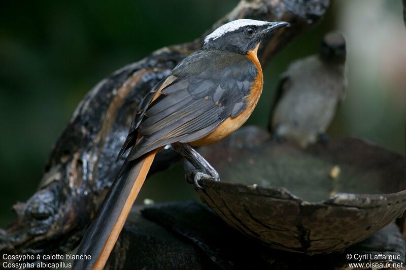 White-crowned Robin-Chatadult, identification