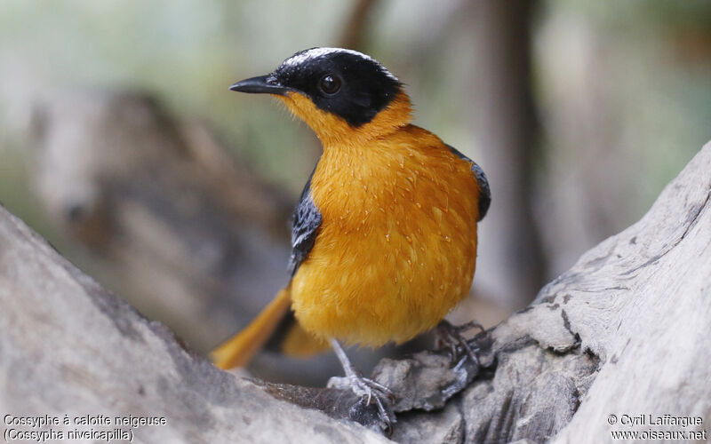Snowy-crowned Robin-Chatadult