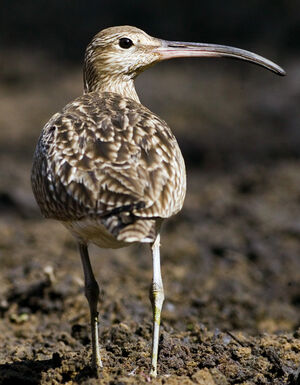 Whimbrel 
&copy; Cyril Laffargue