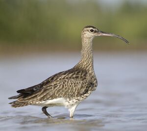 Whimbrel 
&copy; Cyril Laffargue