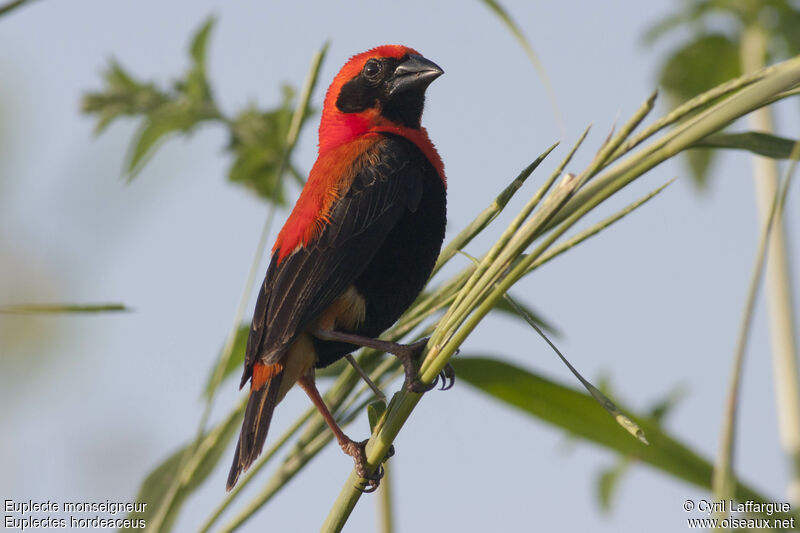 Black-winged Red Bishop male adult, identification
