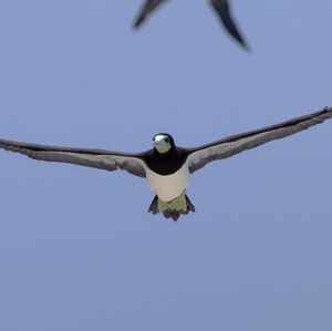 Brown Booby