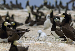 Brown Booby