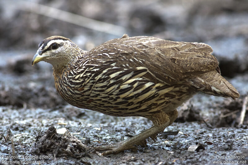 Double-spurred Francolin, identification