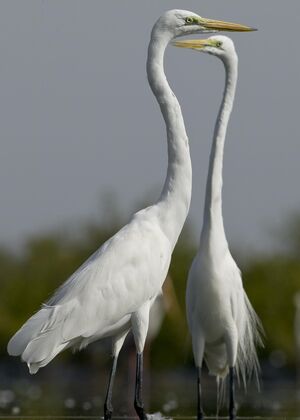 Great Egret 
&copy; Cyril Laffargue