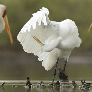 Great Egret