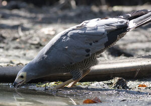 African Harrier-Hawk