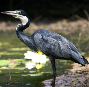 Black-headed Heron 
&copy; Cyril Laffargue