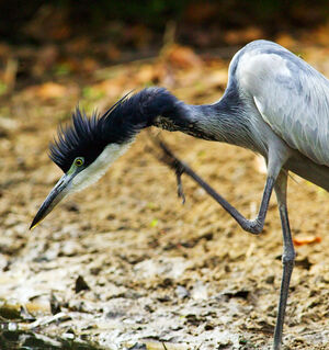 Black-headed Heron 
&copy; Cyril Laffargue