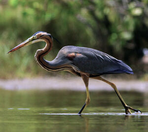 Purple Heron
