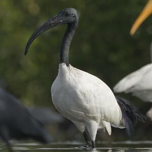 Ibis sacr� 
&copy; Cyril Laffargue