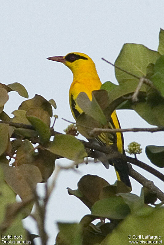 African Golden Oriole male adult, identification
