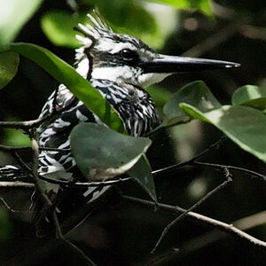 Pied Kingfisher