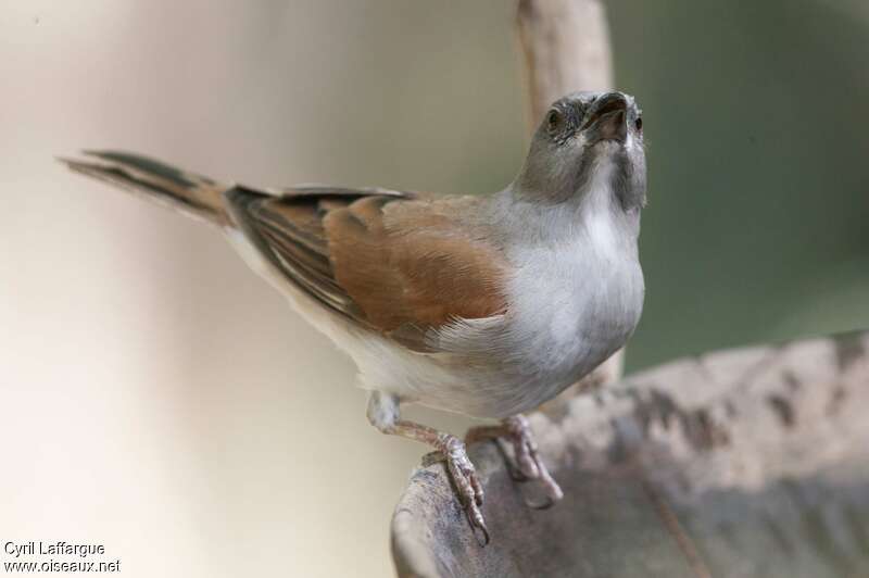 Northern Grey-headed Sparrowadult