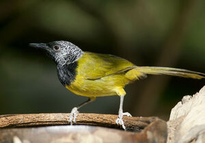Oriole Warbler