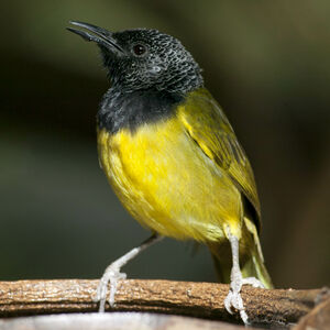 Oriole Warbler