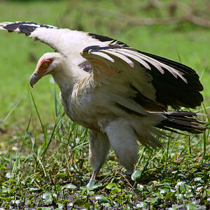 Palm-nut Vulture