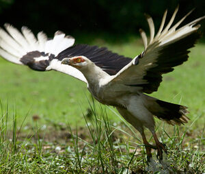 Palm-nut Vulture