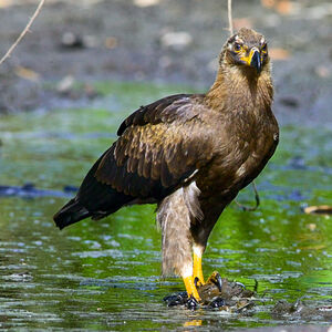Palm-nut Vulture