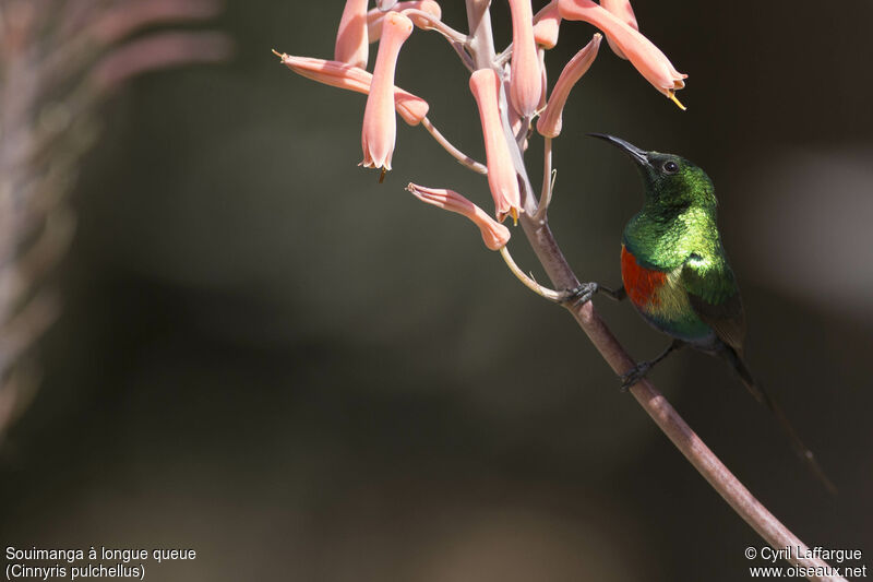 Beautiful Sunbird male adult