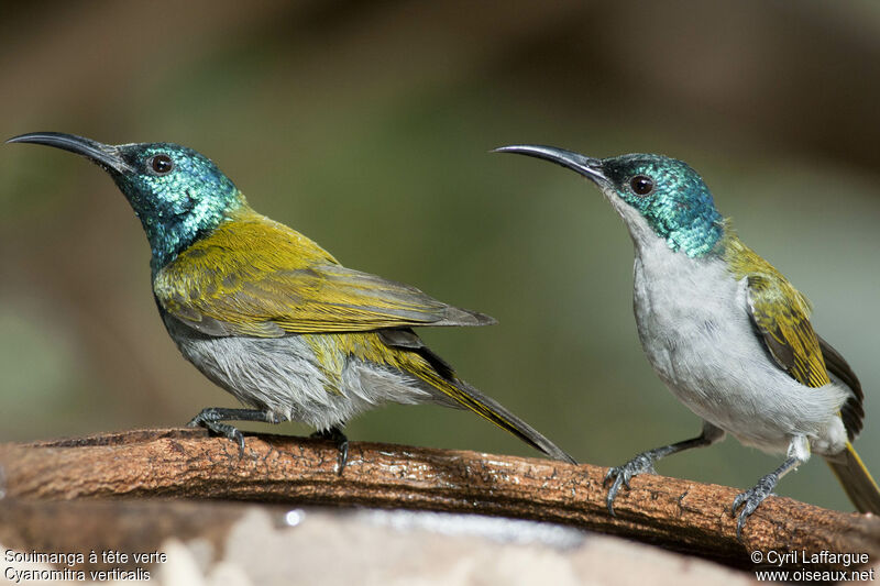 Green-headed Sunbird adult, identification