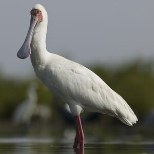 African Spoonbill