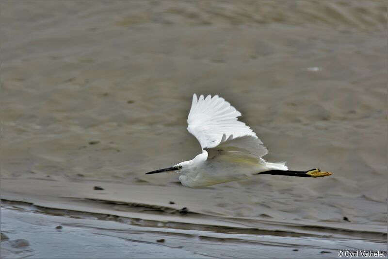 Little Egret, identification, aspect, pigmentation, Flight