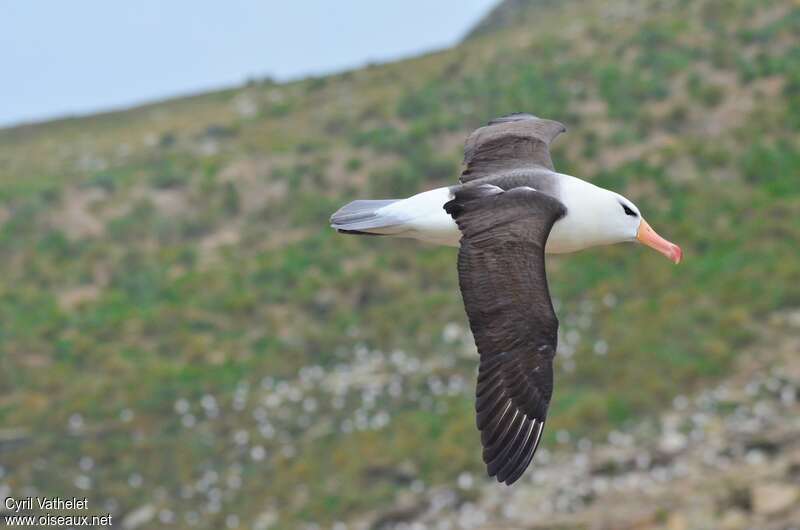 Albatros à sourcils noirsadulte, pigmentation, Vol