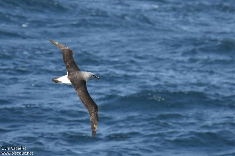 Albatros à tête griseadulte, pigmentation, Vol