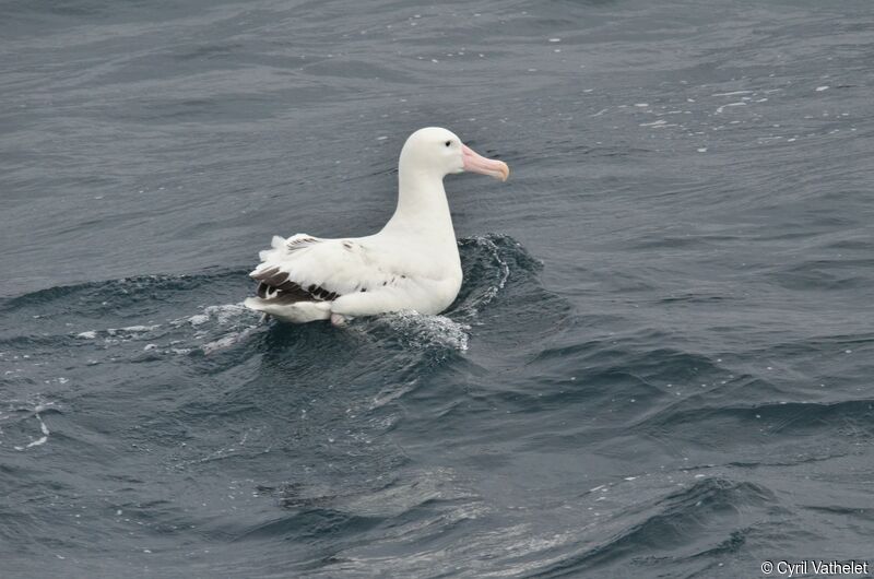 Snowy Albatross, identification, aspect, swimming