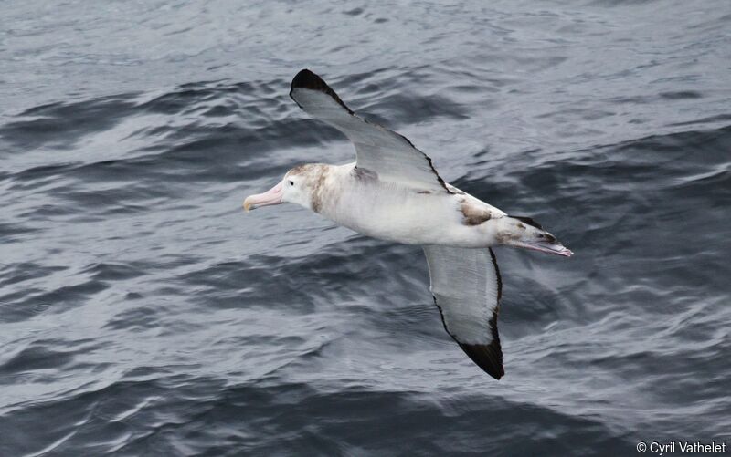 Albatros hurleur, identification, composition, Vol