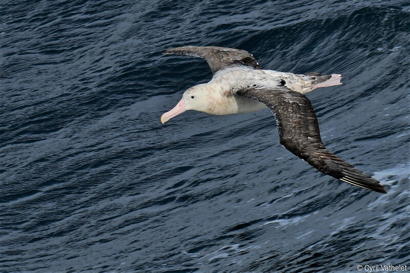 Snowy Albatrosssubadult, aspect, pigmentation, Flight