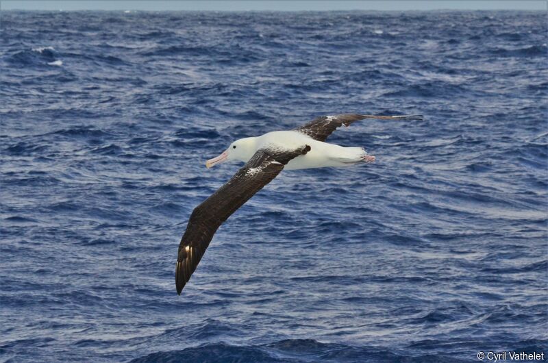 Southern Royal Albatrossadult, identification, aspect, pigmentation, Flight