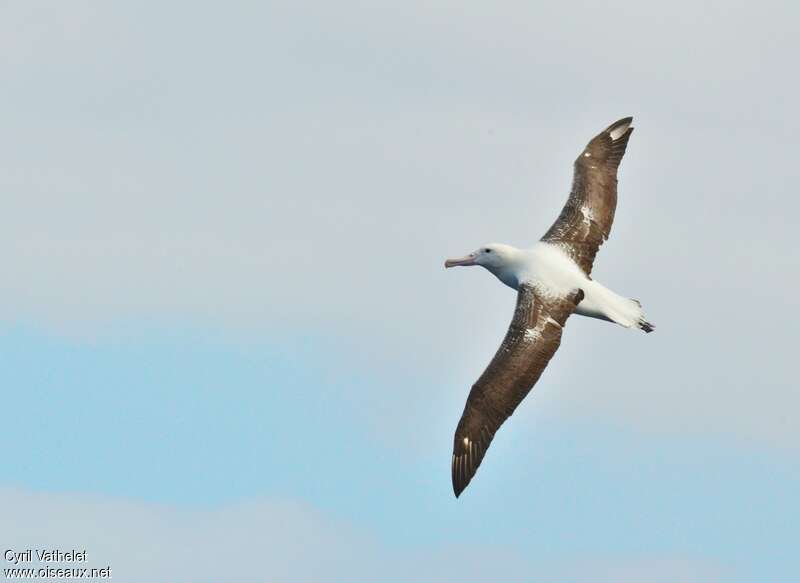 Albatros royalimmature, pigmentation, Vol