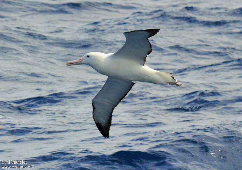 Southern Royal Albatrossadult, pigmentation, Flight
