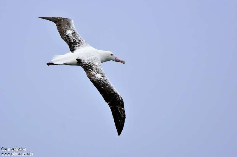 Albatros royaladulte, pigmentation, Vol