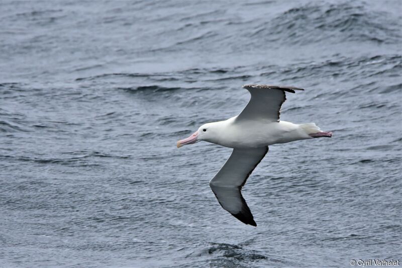Southern Royal Albatrossadult, Flight