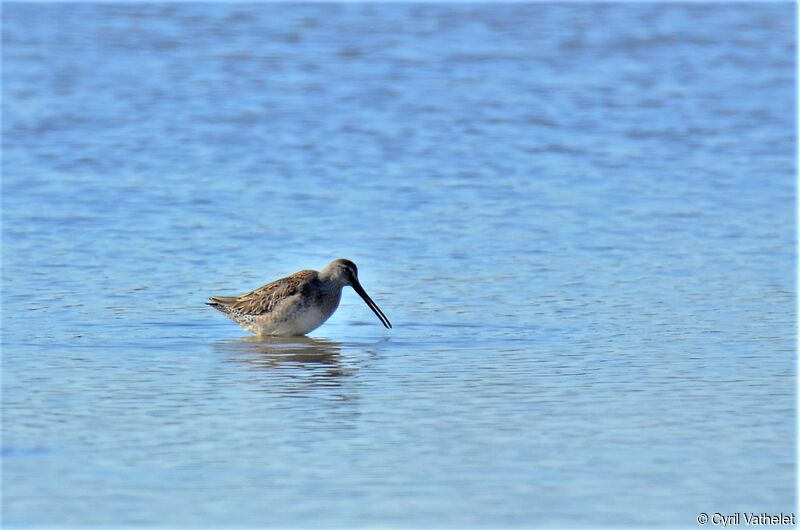 Long-billed Dowitcher, identification
