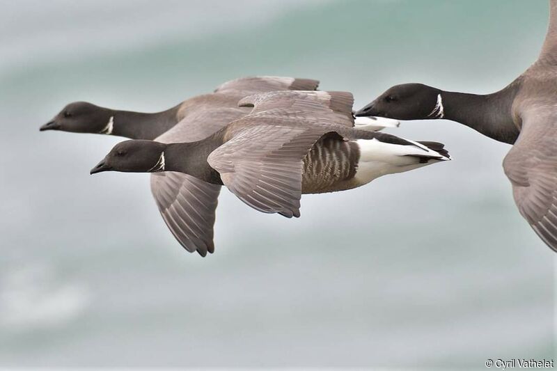 Brant Goose, aspect, Flight