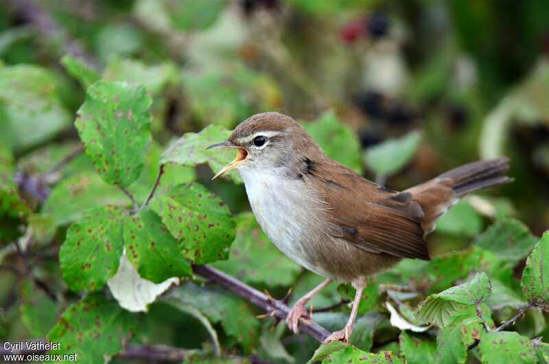 Cetti's Warbleradult, song