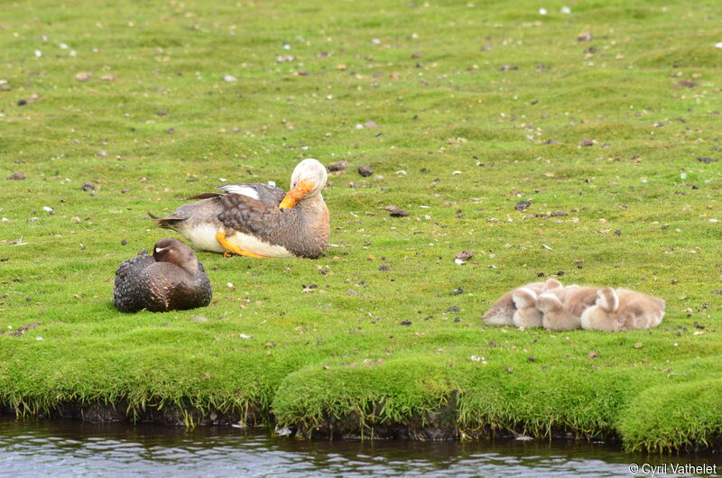 Falkland Steamer Duck, identification, habitat, care, aspect