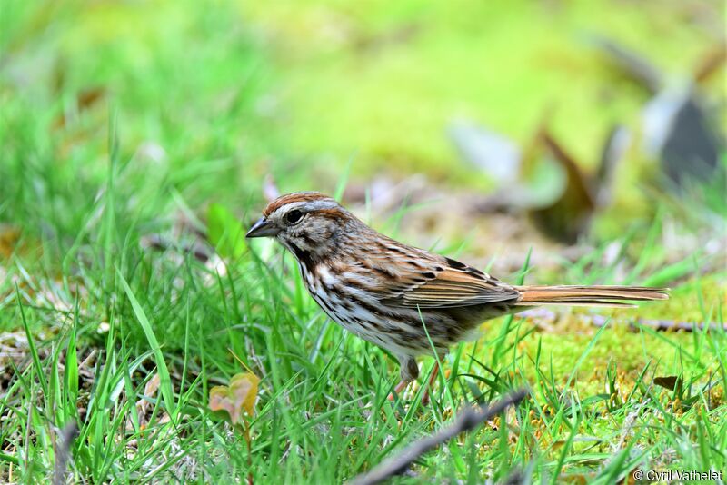 Song Sparrow, identification, aspect, walking