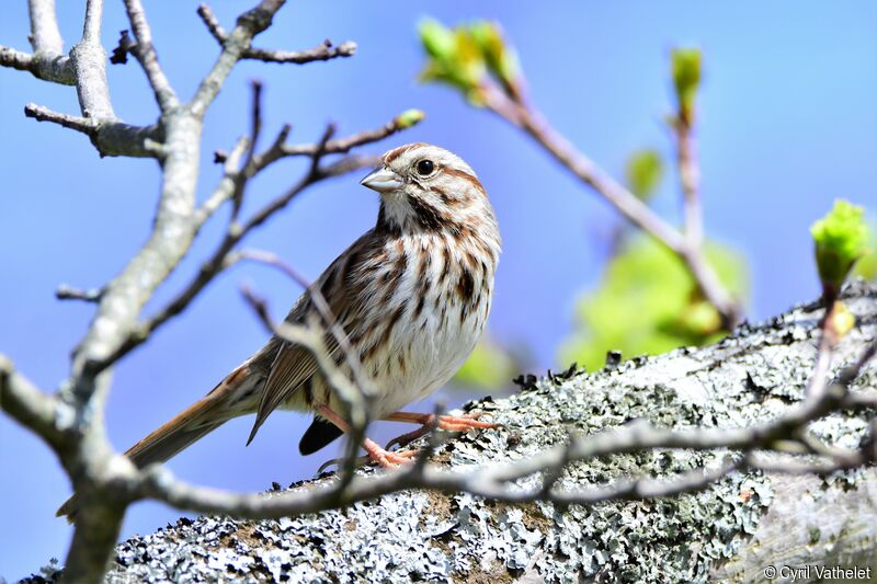 Song Sparrow, identification, aspect